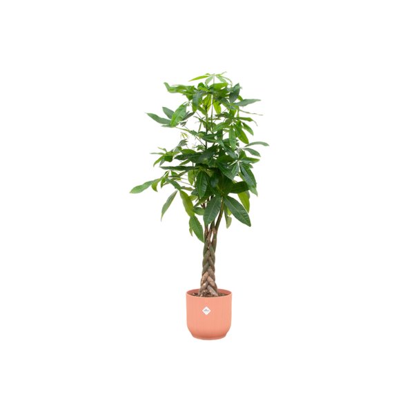 Combi deal - Pachira Aquatica inclusief elho Vibes Fold Round roze Ø30 - 160 cm - 123flora.nl