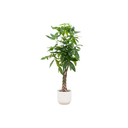 Combi deal - Pachira Aquatica inclusief elho Vibes Fold Round wit Ø30 - 160 cm - 123flora.nl