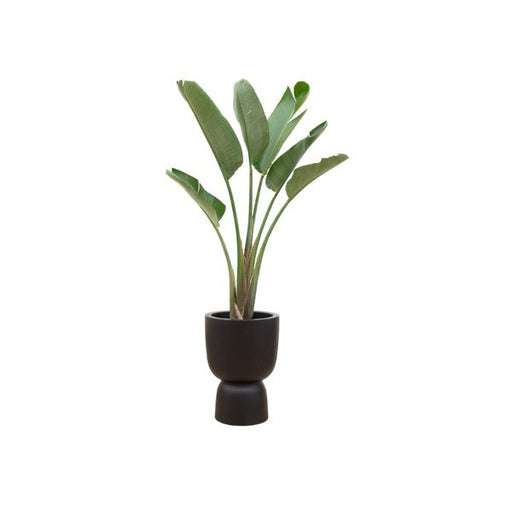 Combi deal - Strelitzia Augusta inclusief elho Pure Coupe zwart Ø41 - 210 cm - 123flora.nl