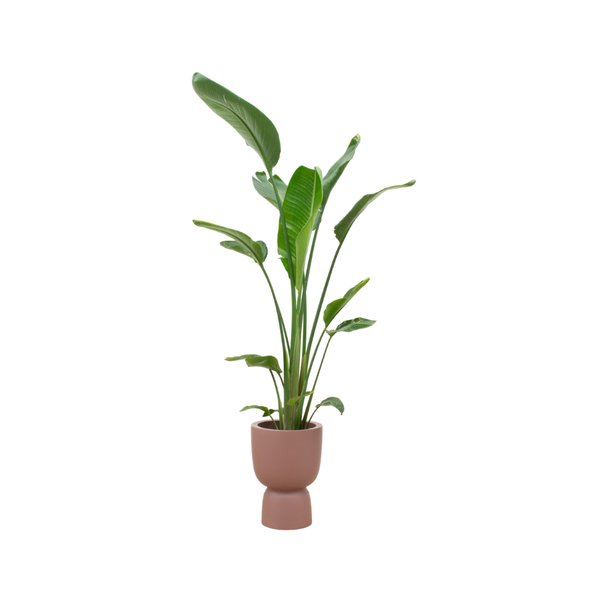 Combi deal - Strelitzia Augusta multi stam inclusief elho Pure Coupe bruin Ø35 - 210 cm - 123flora.nl