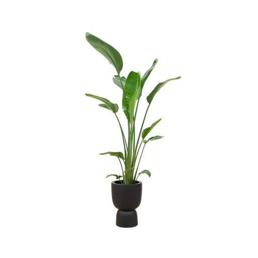 Combi deal - Strelitzia Augusta multi stam inclusief elho Pure Coupe zwart Ø35 - 210 cm - 123flora.nl