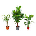 Combi deal - Strelitzia Nicolai 70 cm - Wout L 130 cm - Ficus Lyrata vertakt 160cm - 123flora.nl