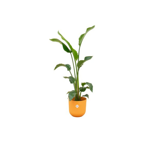 Combi deal - Strelitzia Nicolai inclusief elho Jazz Round geel Ø23 - 100 cm - 123flora.nl