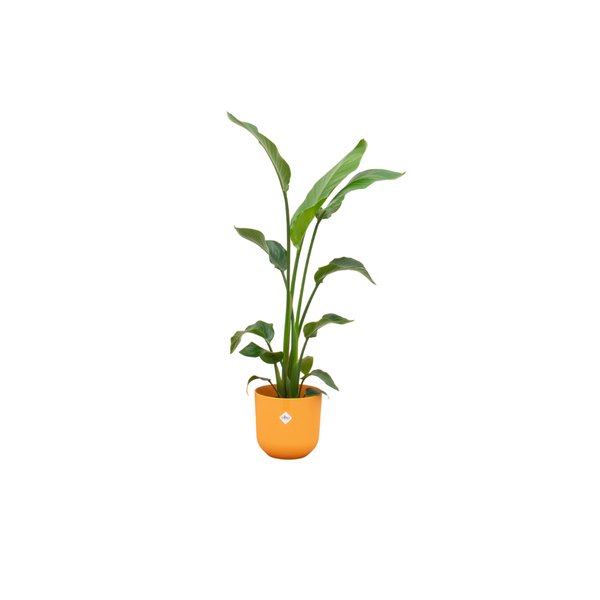 Combi deal - Strelitzia Nicolai inclusief elho Jazz Round geel Ø23 - 130 cm - 123flora.nl