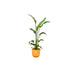 Combi deal - Strelitzia Nicolai inclusief elho Jazz Round geel Ø23 - 130 cm - 123flora.nl