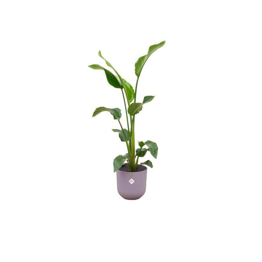 Combi deal - Strelitzia Nicolai inclusief elho Jazz Round lila Ø23 - 100 cm - 123flora.nl