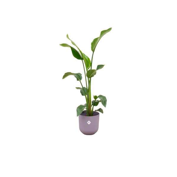 Combi deal - Strelitzia Nicolai inclusief elho Jazz Round lila Ø23 - 100 cm - 123flora.nl