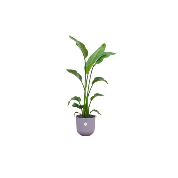 Combi deal - Strelitzia Nicolai inclusief elho Jazz Round lila Ø23 - 130 cm - 123flora.nl