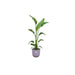 Combi deal - Strelitzia Nicolai inclusief elho Jazz Round lila Ø23 - 130 cm - 123flora.nl