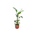 Combi deal - Strelitzia Nicolai inclusief elho Jazz Round rood Ø23 - 100 cm - 123flora.nl