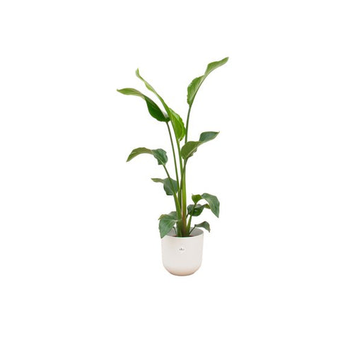 Combi deal - Strelitzia Nicolai inclusief elho Jazz Round wit Ø23 - 100 cm - 123flora.nl