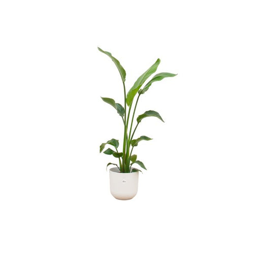 Combi deal - Strelitzia Nicolai inclusief elho Jazz Round wit Ø23 - 130 cm - 123flora.nl