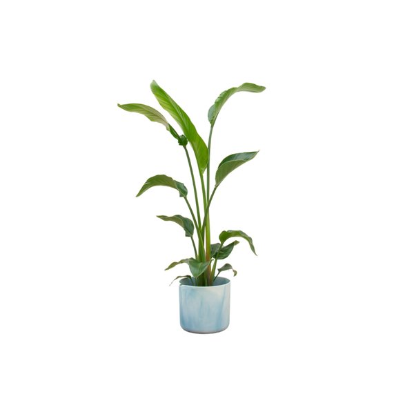 Combi deal - Strelitzia Nicolai inclusief elho Ocean Round atlantisch blauw Ø22 - 100 cm - 123flora.nl