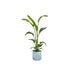 Combi deal - Strelitzia Nicolai inclusief elho Ocean Round atlantisch blauw Ø22 - 100 cm - 123flora.nl