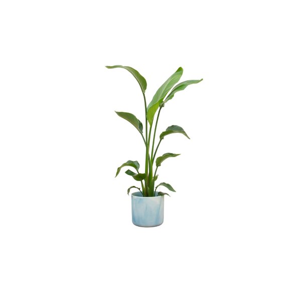 Combi deal - Strelitzia Nicolai inclusief elho Ocean Round atlantisch blauw Ø22 - 130 cm - 123flora.nl