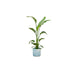 Combi deal - Strelitzia Nicolai inclusief elho Ocean Round atlantisch blauw Ø22 - 130 cm - 123flora.nl