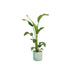 Combi deal - Strelitzia Nicolai inclusief elho Ocean Round pacifisch groen Ø22 - 100 cm - 123flora.nl