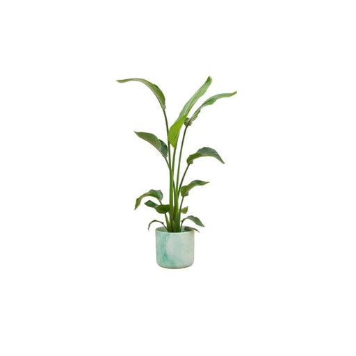 Combi deal - Strelitzia Nicolai inclusief elho Ocean Round pacifisch groen Ø22 - 130 cm - 123flora.nl