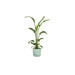 Combi deal - Strelitzia Nicolai inclusief elho Ocean Round pacifisch groen Ø22 - 130 cm - 123flora.nl