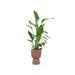 Combi deal - Strelitzia Nicolai inclusief elho Pure Coupe bruin Ø35 - 200 cm - 123flora.nl