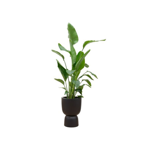 Combi deal - Strelitzia Nicolai inclusief elho Pure Coupe zwart Ø35 - 200 cm - 123flora.nl