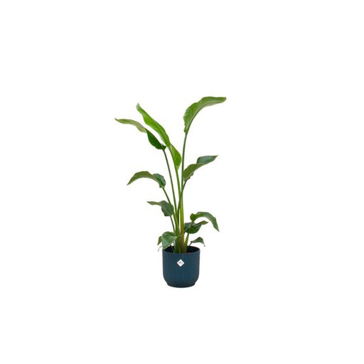 Combi deal - Strelitzia Nicolai inclusief elho Vibes Fold Round blauw Ø22 - 100 cm - 123flora.nl