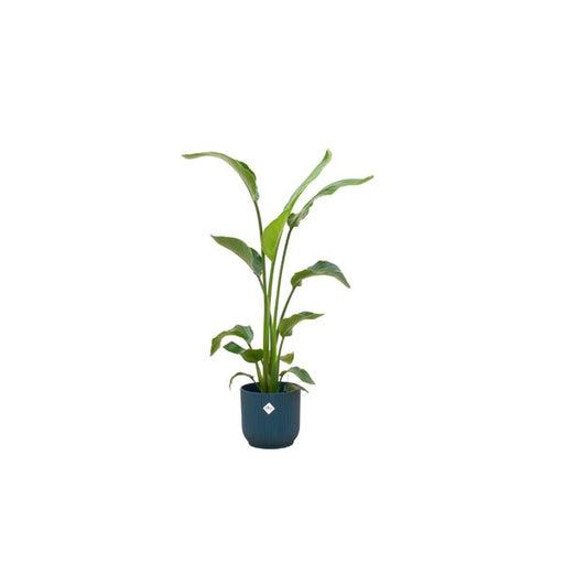 Combi deal - Strelitzia Nicolai inclusief elho Vibes Fold Round blauw Ø22 - 120 cm - 123flora.nl