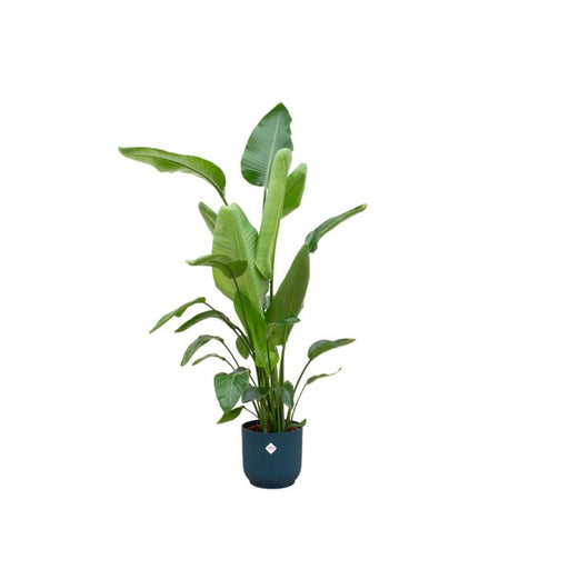 Combi deal - Strelitzia Nicolai inclusief elho Vibes Fold Round blauw Ø30 - 160 cm - 123flora.nl