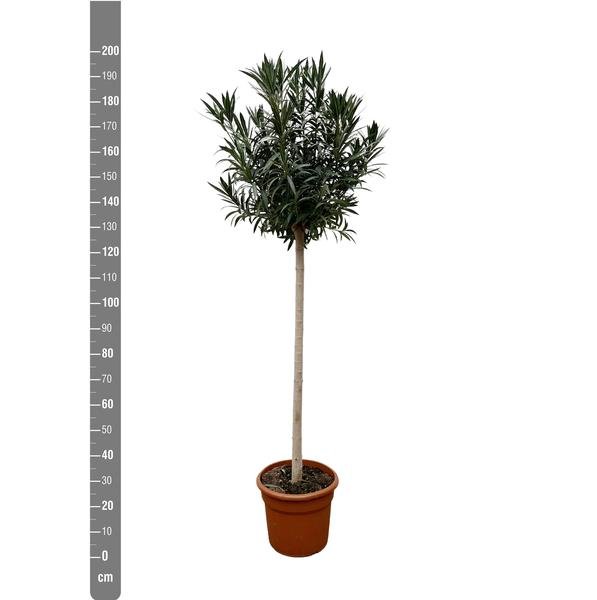 Nerium Oleander op stam met witte bloem - 170cm- Ø40 - 123flora.nl