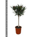 Nerium Oleander op stam met witte bloem - 90cm - Ø30 - 123flora.nl