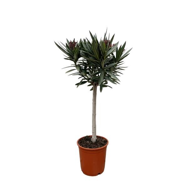 Nerium Oleander op stam met witte bloem - 90cm - Ø30 - 123flora.nl