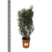 Nerium Oleander struik - 180cm- Ø40 - 123flora.nl