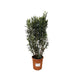 Nerium Oleander struik - 180cm- Ø40 - 123flora.nl