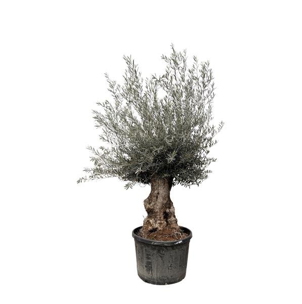 Olea Europaea Bonsai - 225cm- Ø80 - 123flora.nl