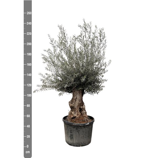 Olea Europaea Bonsai - 225cm- Ø80 - 123flora.nl