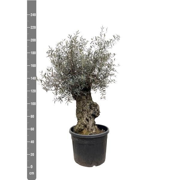 Olea Europaea Bonsai - 250cm- Ø65 - 123flora.nl