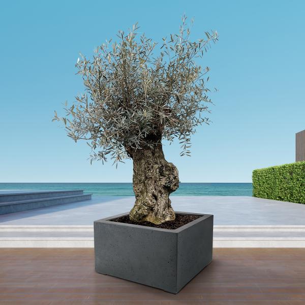 Olea Europaea Bonsai - 250cm- Ø65 - 123flora.nl