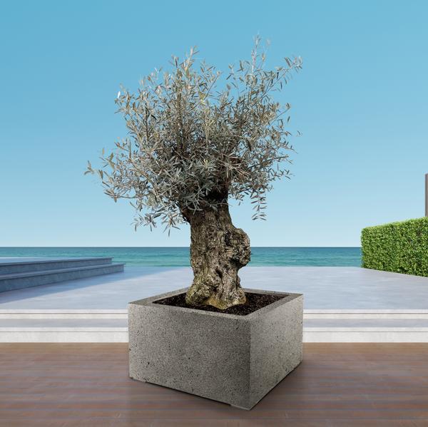 Olea Europaea Bonsai - 250cm- Ø65 - 123flora.nl