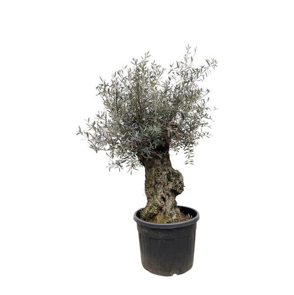 Olea Europaea Bonsai - 250cm- Ø65 - 123flora.nl