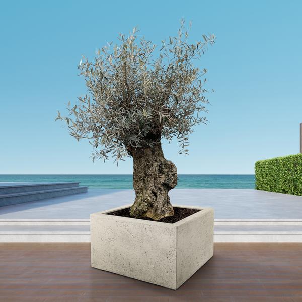 Olea Europaea Bonsai - 250cm- Ø65 - 123flora.nl