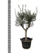 Olea Europaea Cultivo - 210cm- Ø45 - 123flora.nl