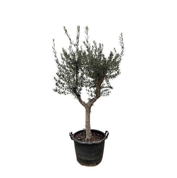 Olea Europaea Cultivo - 210cm- Ø45 - 123flora.nl