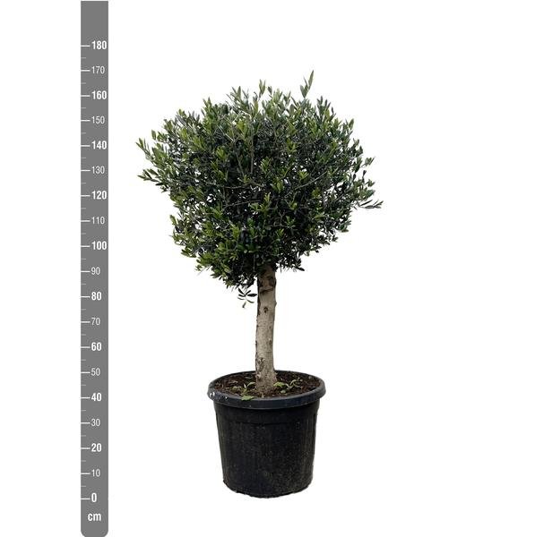 Olea Europaea Lorc - 180cm- Ø50 - 123flora.nl