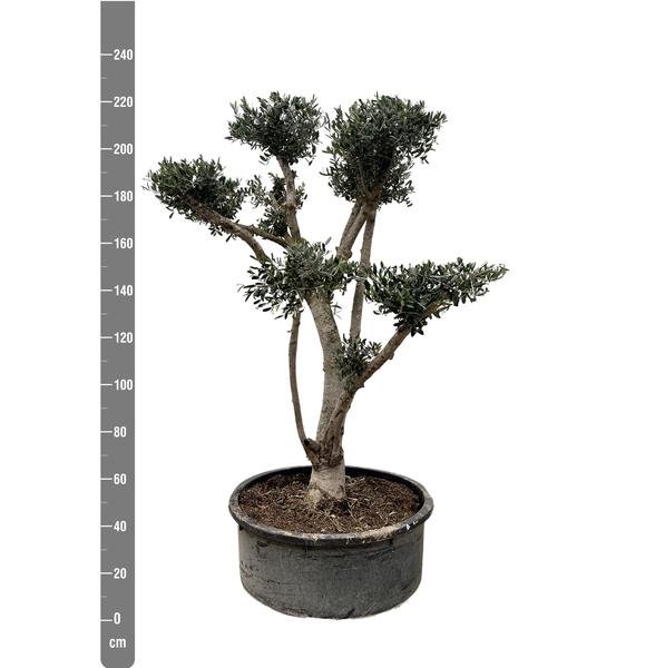 Olea Europaea Pompon - 225cm- Ø80 - 123flora.nl