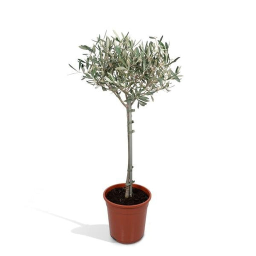 Olea - Ø19 - ↨90cm - 123flora.nl