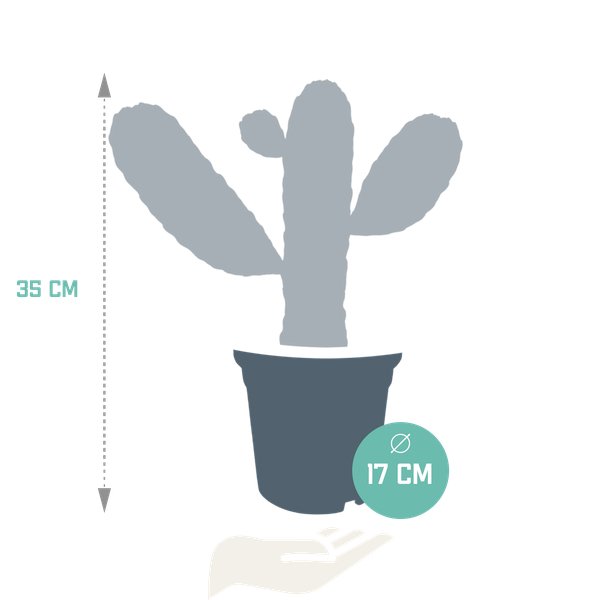 Opuntia consulea - 17cm - zonder pot - 123flora.nl