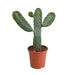 Opuntia consulea - 17cm - zonder pot - 123flora.nl