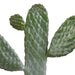 Opuntia consulea - 17cm - zonder pot - 123flora.nl