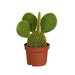 Opuntia microdasys - 12cm - zonder pot - 123flora.nl