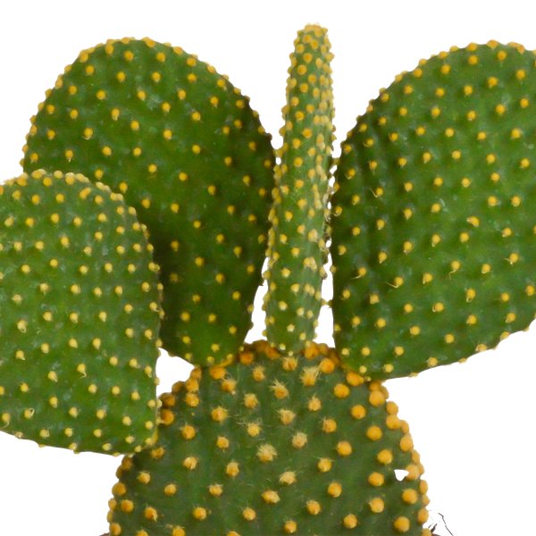 Opuntia microdasys - 12cm - zonder pot - 123flora.nl